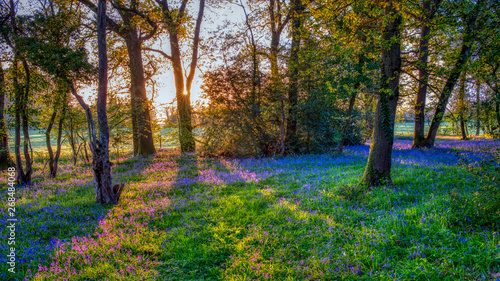 Sunrise in a bluebell wood, Hambledon, Hampshire, UKf