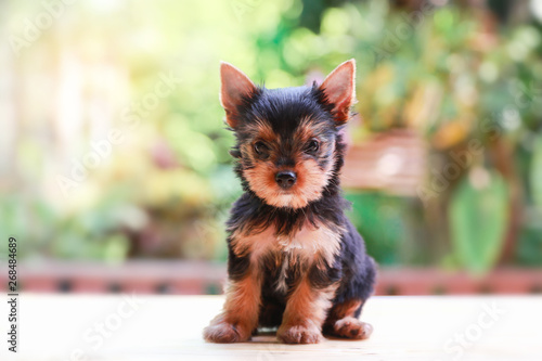yorkshire terrier felling happy , Cute puppy yorkie stand on the wood table on the nature background with happy face