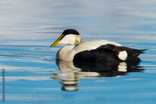 Male common eider seaduck on the waters of Jokusarlon glaciar lake