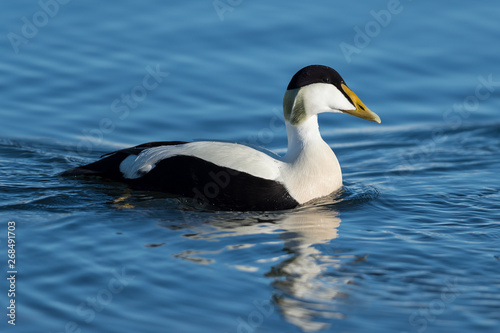 Male common eider seaduck on the waters of Jokusarlon glaciar lake