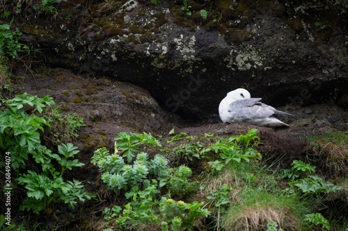 Nesting northern fulmar on a rock wall in Iceland