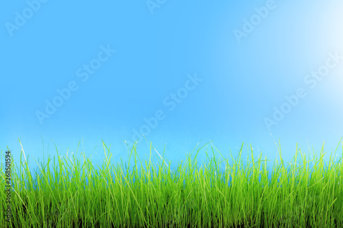 Trawa zielona na tle niebieskiego nieba.