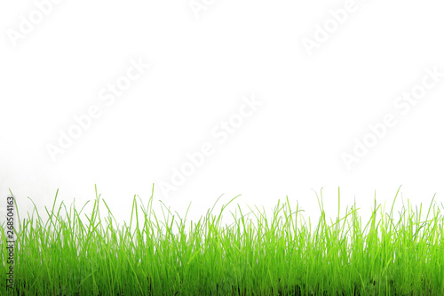 Trawa zielona na białym tle.