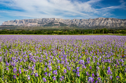 Iris meadow close to Sainte Victoire mountain near aix en Provence France.