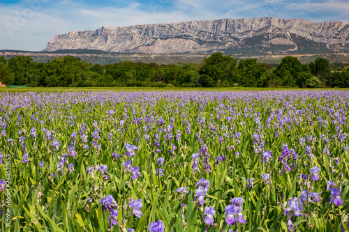 Iris meadow close to Sainte Victoire mountain near aix en Provence France.