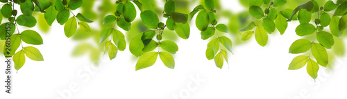 Green leaves isolated on a white background