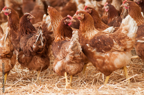 portrait of chicken in a Traditional free range poultry farming