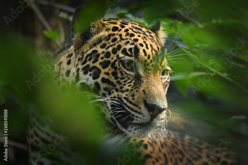 Jaguar - Panthera onca a wild cat species, the only extant member of Panthera native to the Americas