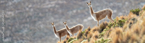 Curious group of Vicuñas in the Bolivian altiplano