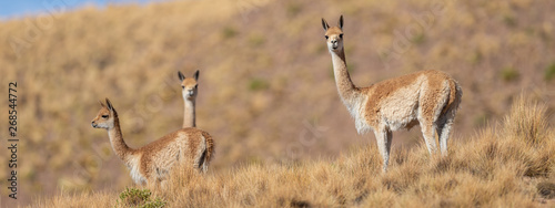 Curious group of Vicuñas in the Bolivian altiplano