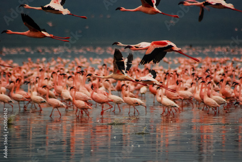 Flamingos at Lake Nakuru