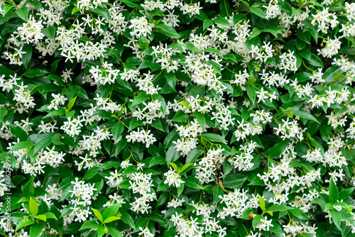 Wall of Chinese star jasmine flowers (Trachelospermum jasminoides) in bloom.