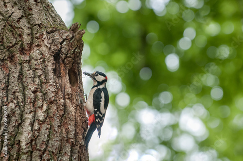 Great spotted woodpecker with insects in its beak ready to feed the chicks in the cave