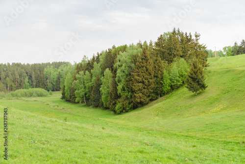 Zielone pagórkowate pastwiska, łąki z lasem po środku