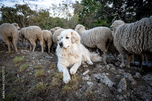 un gros chien de berger blanc au bord d'un troupeau de mouton