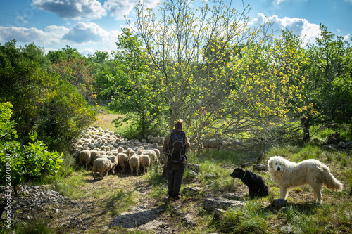 Un berger avec ses chiens et son troupeau de moutons