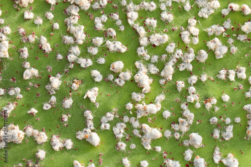 Opuntia cochineal scale, Dactylopius opuntiae (Hemiptera: Dactylopiidae) on a cladode of Opuntia cactus (prickly pears)