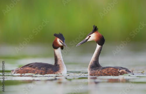 Great crested grebe (Podiceps cristatus)