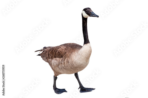 Canada goose cutout on a white background