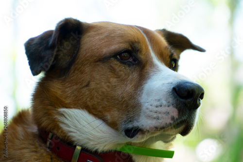 Portrait of a red dog looking into the distance