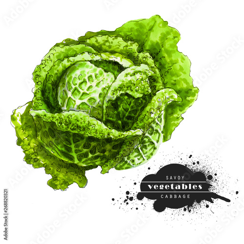 Savoy cabbage isolated on white background. Illustration of a raw vegetable sketch. Veggiery and healthy nutrition.