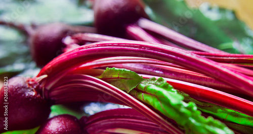 Young Beetroot red vegetable with beet green - leaves for fresh spring salad.