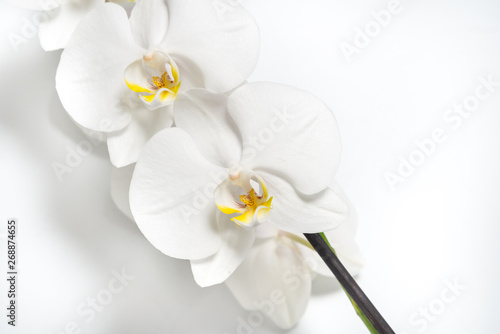 white orchid flower for design on white background