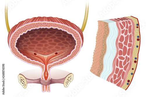 Anatomía y fisiología de la vejiga femenina 