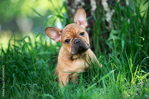 french bulldog puppy playing in the grass