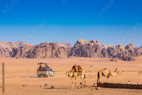 Resting camels, Wadi Rum desert, Jordan.