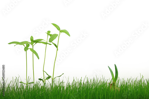 Szczypiorek cebuli i młody słonecznik w zielonej trawie na białym tle.