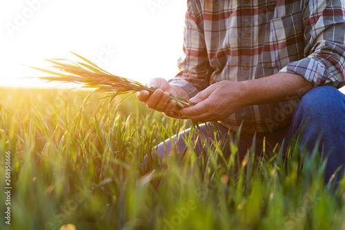 Close up of senior farmer hands examining wheat crop in his hands. 