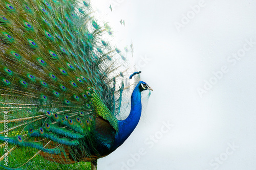 Peacock with tail in plume spread