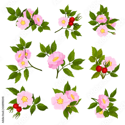 Set of images of wild rose flowers. Vector illustration on white background.