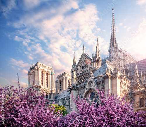 Notre Dame de Paris in spring with cherry blossom Paris, France