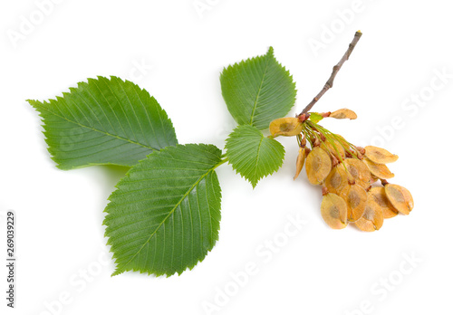 leaves and seeds of Elms Isolated on white background