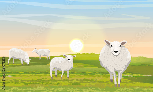 A herd of four fluffy white sheep in a meadow. Green grass and sunrise. Farm. Realistic Vector Landscape