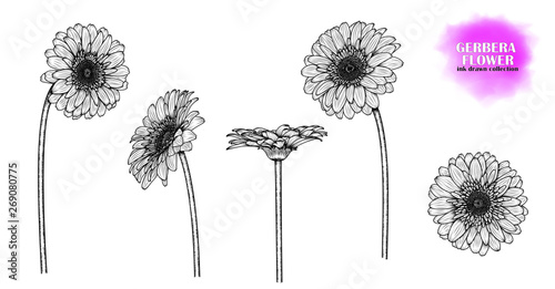 Set of 5 flowers of gerbera (chamomile, chrysanthemum), hand-drawn. Ink-drawn flower. Vector EPS 10.