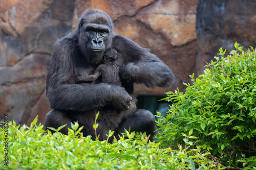 Gorilla holding gorilla baby