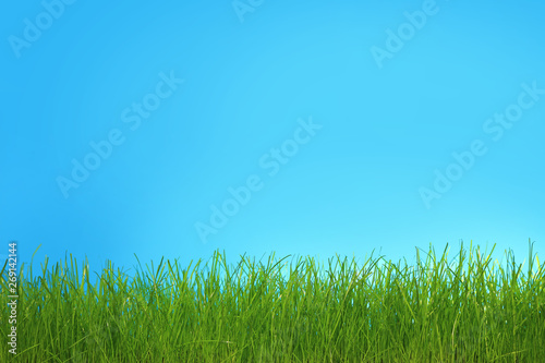 Trawa zielona na niebieskim tle.