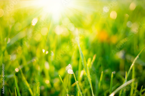 Spring nature background with green grass in sunny day
