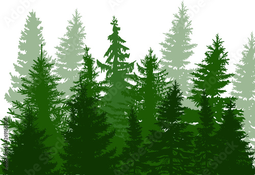 fir trees green forest isolated on white