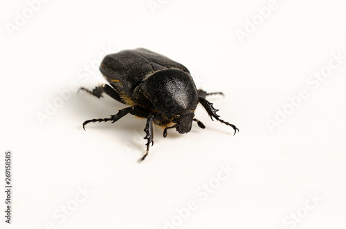 black flying beetle from the grasses
