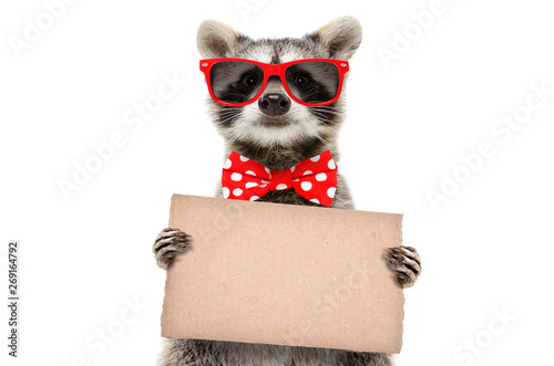 Portrait of a funny raccoon in sunglasses and bow with banner in paws isolated on white background