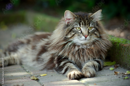 portrait of a tabby norwegian forest cat relaxing in the garden