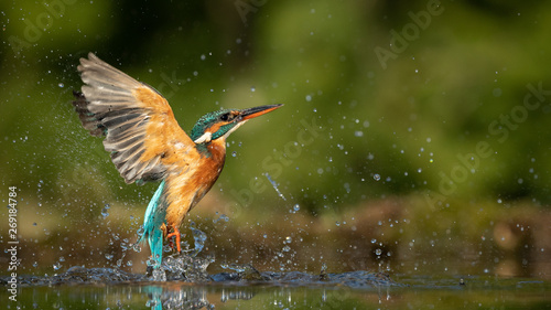 Female Kingfisher emerging from the water after an unsuccessful dive to grab a fish. Taking photos of these beautiful birds is addicitive now I need to go back again.