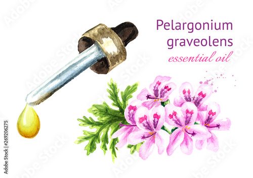 Pelargonium graveolens or Pelargonium x asperum, geranium flower and essential oil drop. Watercolor hand drawn illustration, isolated on white background