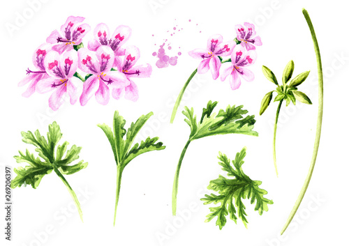 Pelargonium graveolens or Pelargonium x asperum, geranium plant elements set, flowers with leaves. Watercolor hand drawn illustration isolated on white background