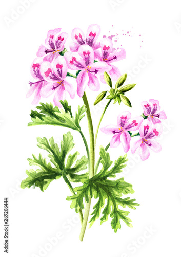 Pelargonium graveolens or Pelargonium x asperum, geranium plant, flower with leaves. Watercolor hand drawn illustration isolated on white background