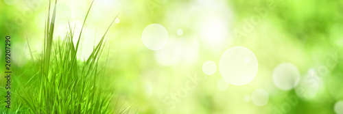 Grasses with green bokeh background
